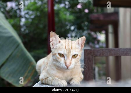 A Brown Pet Cat Sitting on the Wall Looking Keen to the Camera Stock Photo