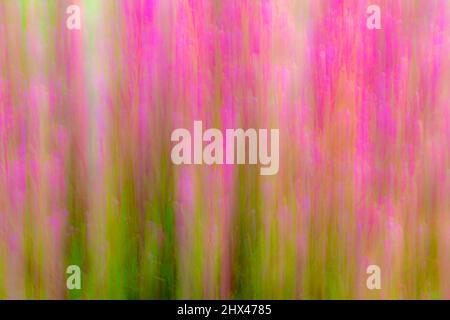 An intential camera movement abstract image of pink flowers against green foilage. Stock Photo