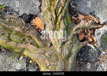 Old tree roots breaking the asphalt road pavement. Close-up Stock Photo