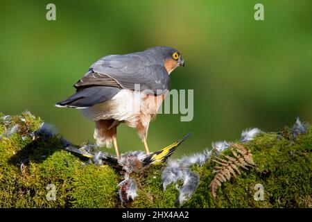 Bird of Prey - Sparrowhawk (Accipiter nisus), also known as the northern sparrowhawk or the sparrowhawk sitting on a trunk covered in moss. Stock Photo