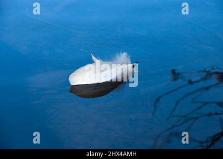 White bird feather floating on a country lake Stock Photo