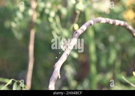 A Dragonfly sitting on a Branch of the Tree Stock Photo