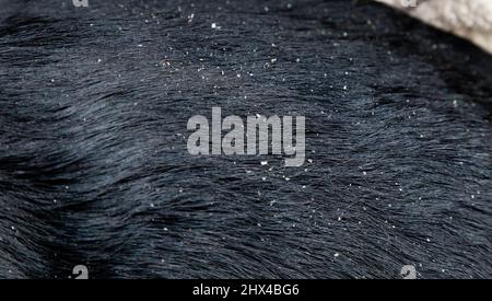 A black labrador retriever with dandruff. Stock Photo