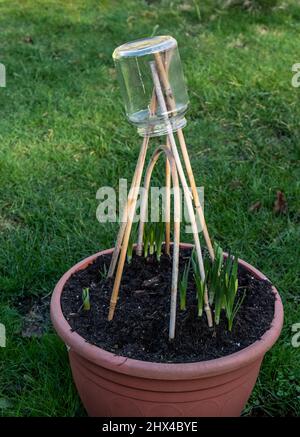 Garden cane topper hi-res stock photography and images - Alamy