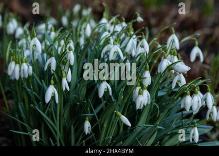 Snowdrops in the green growing under trees. This variety with a green centre is Galanthus Nivalis. Stock Photo
