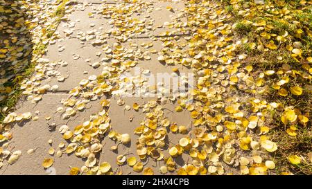 Yellow autumn leaves lie on the asphalt and on the grass Stock Photo