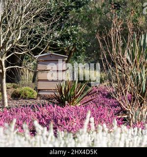 Beehive amongst colourful calluna vulgaris low flowering heather flowers growing amongst the trees at garden in Wisley, Woking, Surrey UK. Stock Photo