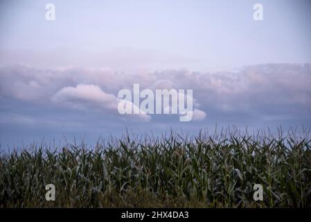 Barren, bandocks, desolations around Sudety Mountains, Poland Stock Photo