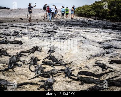 Marine Iguanas examine tourists on on Fernandina Island, Galapagos, Ecuador Stock Photo