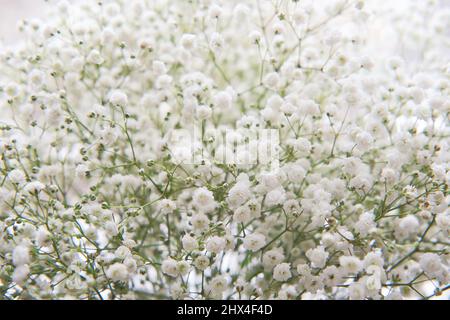 Bouquet of tender white gypsophila flowers as beautiful nature spring background. Close-up of fresh flowers. Bouquets of flowers on sale. Stock Photo