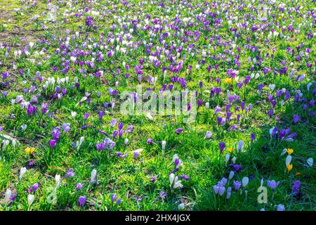 Field with many crocus flowers on a sunny day in early spring Stock Photo