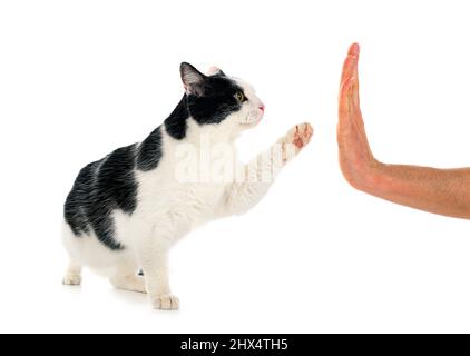 stray cat in front of white background Stock Photo