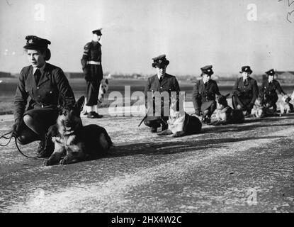 WAAF's Take Over The Guard Dogs - WAAF's drilling the young dogs in obedience at the school. Girls of the W.A.A.F. are taking over the R.A.F. Guard Dog School at Staverton, Gloucester, where Alsatian dogs are bred and trained for guard work at Air Force establishment. Until they know the job thoroughly, the girls are undergoing training with the dogs. January 27, 1947. (Photo by Fox Photos). Stock Photo