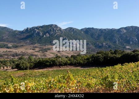France, Corsica, Vallee de l'Ortolo, Domaine Saparale, vineyard Stock Photo