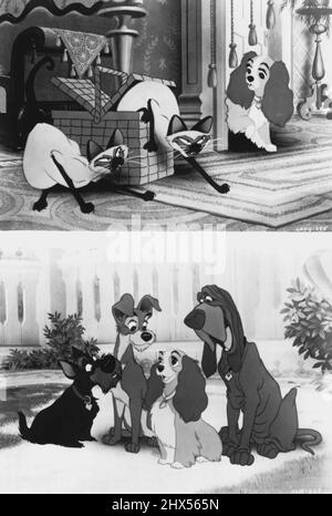 Lady meets Si and Am, two mischievous siamese cats, in a scene from Walt Disney classic Lady And The Tramp. Distributed in Australia by Roadshow Distributers. Rated G.Tramp introduces himself to Lady, Trusty the bloodhound and Jock the Scottish terrior in a scene from Walt Disney's classic Lady And The Tramp Distributed in Australia by Roadshow Distributers Rated G. January 01, 1955. Stock Photo