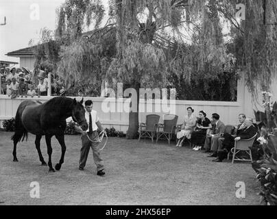 Royal Tour, 1953/54 -- Her Majesty and his Royal Highness with James and Fletcher, watch Balloch, champion sire, being paraded at Alton Lodge, Te Kauwhata, N.Z. Queen Elizabeth intently watches champion sire, Balloch, parade at Sir James Fletcher's Alton Lodge Stud, Te Kauwhata, NZ. Others include Mrs. Jim Fletcher (left), Mrs. Jim Fletcher and Duke of Edinburgh. May 24, 1955. Stock Photo