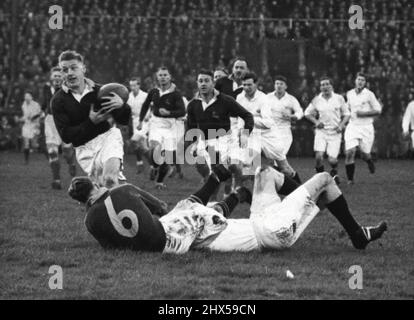 Crushing Defeat Of Scotland -- P.A. Du Toit (S.A.) gets away with the ball after P. Johnstone (S.A.) had been tackled by a Scottish Three Quarter. South Africa won a resounding victory when they defeated Scotland at Murrayfield by 44 points to nil in the first of the rugby international matches. November 25, 1951. Stock Photo