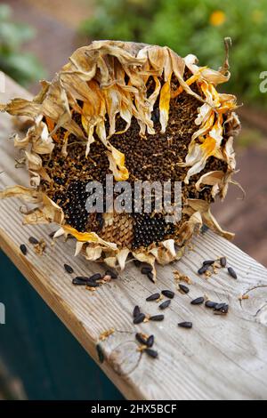Helianthus annuus (Sunflower) seeds on plank of wood, close-up Stock Photo