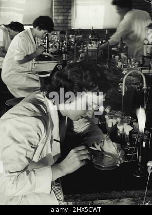 Women In White -- Lab, Work...... Laboratory work and study forms a big part of the woman medical student's course. The modern woman, unlike her predecessor of the not-so-gay nineties, is not squeamish at the sight of blood. In fact she is just as much at home cooking up cultures in bacteriology as she is whipping up a salad. January 3, 1943. (Photo by International News Photos). Stock Photo