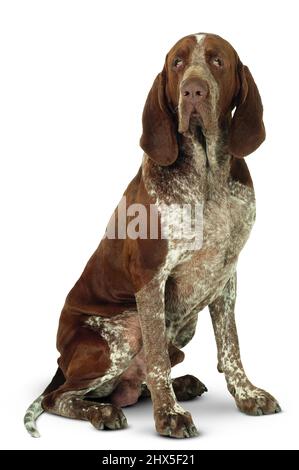 Bracco Italiano (Italian Pointing Dog), seated Stock Photo