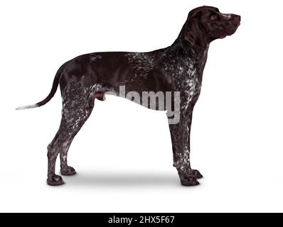 German Shorthaired Pointer Stock Photo