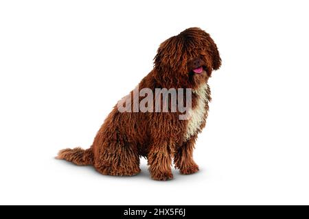 Spanish Water Dog Stock Photo