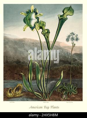 An early 19th century illustration of American Bog Plants, showing a skunk cabbage (Symplocarpus foetidus), a yellow pitcherplant (Sarracenia flava), and a Venus flytrap (Dionaea muscipula) growing on the bank of a pond. The yellow pitcherplant and Venus flytrap are carnivorous plants. This artwork for Robert John Thornton's 'The Temple of Flora' in 1807, was printed, for the publisher, by T. Bensley, London, England. Stock Photo