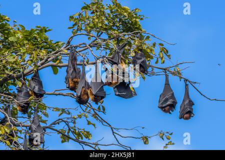 Indian flying fox (Pteropus medius) also known as the greater Indian fruit bat hanging in Bharatpur bird sanctuary Rajasthan Stock Photo