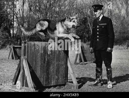 A Canine 'Cop' -- 'Harvey' a magnificent Alsatian seen being put through his paces at the Keston Training School, while his handler P.C. Brown of Uxbridge, looks on approvingly. On his first duty, Harvey made an arrest and now has four to his credit. One answer to the shortage of manpower in the Metropolitan Police Force, is the employment of dogpower - and answer which has given every satisfaction. These now famous police dogs perform a variety of duties, their main job being to detect and detain criminals, but they are also trained for security work, and to assist their handlers on ordinary Stock Photo
