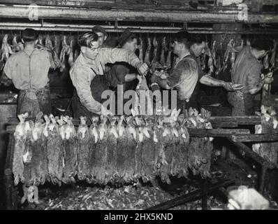 With amazing rapidity skinners 'peel' rabbits after heads and legs are removed. Trimmers clean up carcases as they pass on moving belt. September 27, 1947. Stock Photo