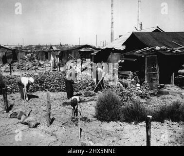 Japanese ***** Garden In Tokyo - This Picture seen after the end of the Pacific war in 1945m shows ***** family in Tokyo working to get 1945, shows ***** the back of their ramshackle hut. What food they ***** to get from the earth will supplement the slim ration of beans distributed by the Japanese government. October 11, 1945. (Photo by U.S. Information Service Picture). Stock Photo