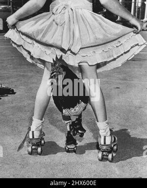 Roller-Skating Rooster -- Buster, whose owner is teaching him to be a roller-skating rooster, glides under a playmate's legs during a practice run, Buster's legs are taped to the skates. His owner, Billy Lehr, gives him a push and Buster rolls along until his momentum stops. Once in a while Buster lifts one skate as if he's almost getting the idea. August 20, 1952. (Photo by AP Wirephoto).;Roller-Skating Rooster -- Buster, whose owner is teaching him to be a roller-skating rooster, glides under Stock Photo