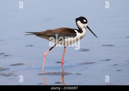 Black-necked stilt or Himantopus mexicanus walking through shallow water at the Riparian water ranch in Arizona. Stock Photo