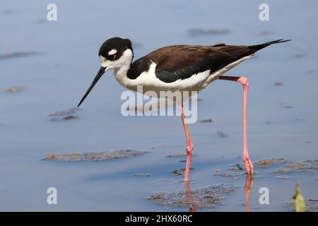 Black-necked stilt or Himantopus mexicanus wading through shallow water at the Riparian water ranch in Arizona. Stock Photo