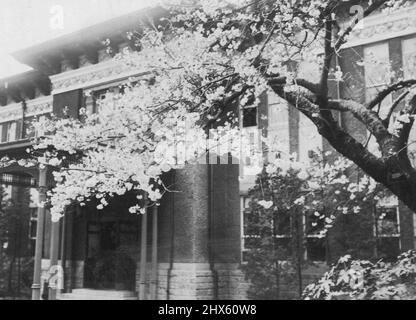 Spring 'Haru' in Japan. Cherry Blossom, the flower represent Japan are full bloom in various places in and out of the city of Tokyo. Picture show the Cherry Blossom in full bloom in front of the Tokyo office of the South Manchurian railway, Uchisaiwai-Cho, centre of Tokyo. April 08, 1932. Stock Photo