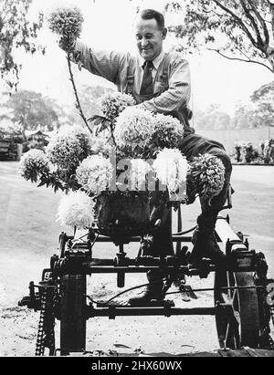This Improvised Vase - a bucket - placed on the seat of a lawn mower provides the equipment for a lesson on table decoration at the Melbourne City Council's nursery, Royal Park. Mr. D. Page is learning to arrange chrysanthemums, which would have decorated the Town Hall during the Royal Tour. Now they are intended for the chrysanthemum show in the Lower Town Hall tomorrow and on Saturday. June 01, 1949. Stock Photo