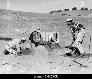 Dr. Fred Wendorf of the State Museum, Santa Fe, New Mexico, shovels earth at the Midland site, where skull of oldest man ever found in western Hemisphere was unearthed. Screening the earth for minute bone particles are (L to R) Dr. Jess Nussbaum of Santa Fe, Keith Glasscock of Pampa, Texas., discover of the site, and Pollyanna B.Hughes,wife of Mr. Jack Hughes, curator, Panhandle Plains Historical Museum, Canyon, Texas. September 14, 1954. Stock Photo