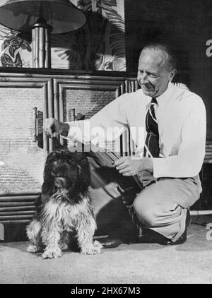 Chic Young and his Dog Butch, one of the 85 of Daisy's pups. Butch has an avid appetite for such oddities as pancakes, cockies, pork liver and popcorn. Chic Young, like the Bumsteads, also has an appreciation for a soft-looking, patient dog. April 21, 1950. Stock Photo