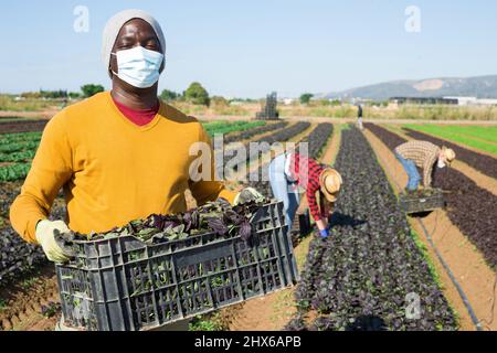 African american farmer wearing face mask engaged in farming picking fresh red leaf mustard on leafy farm Stock Photo