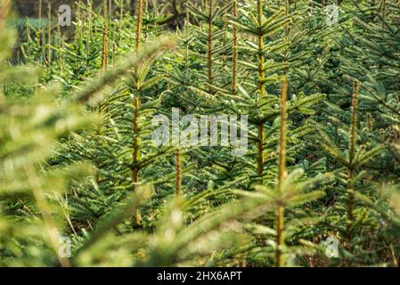 Full frame image of fir trees growing in a tree nursery, suitable as natural green background, Germany Stock Photo