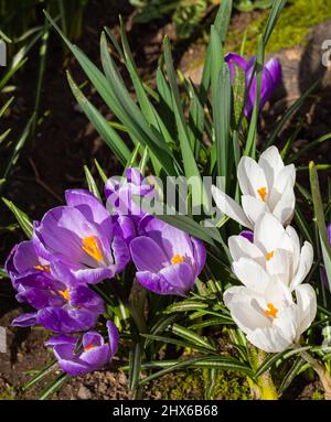 Beautiful crocuses Crocus vernus at spring. Soft focus. Beautiful spring flowers. Blurred background, npbody, copyspace for text Stock Photo
