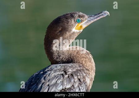 Neotropic Cormorant (Phalacrocorax brasilianus) Stock Photo