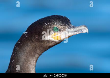 Neotropic Cormorant (Phalacrocorax brasilianus) Stock Photo