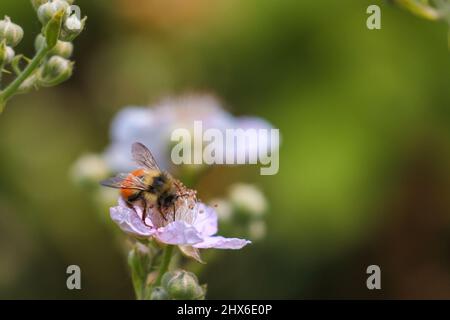 small yellow honeybee on beautiful white blackberry flower Stock Photo