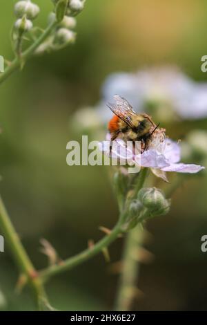 small yellow honeybee on beautiful white blackberry flower pollinating Stock Photo