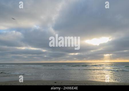 March 9, 2022: Yellow spring wildflowers, birds, rocks, and moss during the sunset at Torrey Pines State Beach in La Jolla, San Diego, California on Wednesday, March 9th, 2022 (Credit Image: © Rishi Deka/ZUMA Press Wire) Stock Photo