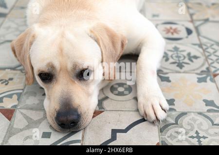 Tired dog lies on floor of house and looks sadly at camera Stock Photo