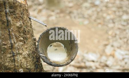 Small wooden bowl fastened to rubber tree trunk to gather latex milk in traditional way at plantation extreme close up. Tree plantation agriculture of asia for natural latex extraction. Stock Photo