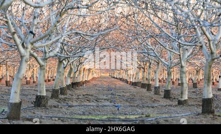 Sunset over Walnut Orchard. Winters, Yolo County, California, USA. Stock Photo