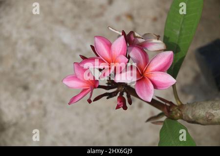 Beautiful plumerias , In Bangladesh commonly known as kath golap. This is a mix color plumeria red, pink, white ,yellow color is visible here . Stock Photo